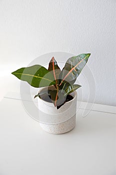 Codiaeum variegatum, aka croton, isolated on a white background.