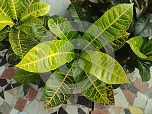 Codiaeum variegatum, Also known fire croton, garden croton, or variegated croton is a species of plant in the genus Codiaeum