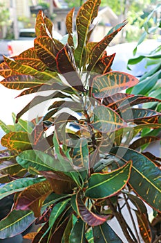 Codiaeum variegatum Blume or Garden Croton