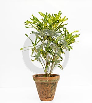 Codiaeum variegatum croton in a clay pot on white isolated background