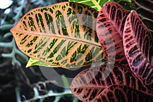 Codiaeum variegatum - Croton Plant