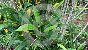 Codiaeum variegatum (Croton, Variegated Laurel, Garden Croton, Orange Jessamine, puring) in the garden
