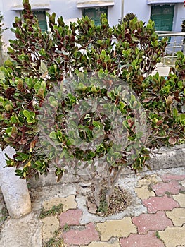 Codiaeum variegatum ,fire croton, garden croton tree