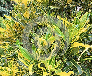Codiaeum variegatum L. Blume in park