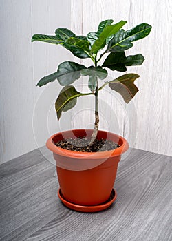 Codiaeum variegatum is a species of plant in the genus Codiaeum