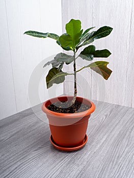 Codiaeum variegatum is a species of plant in the genus Codiaeum