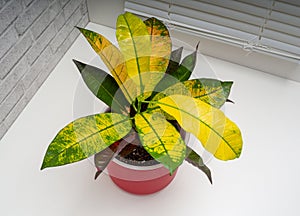 Codiaeum variegatum is a species of plant in the genus Codiaeum