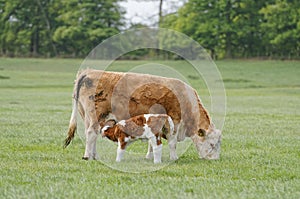Madre una mucca un bambino il vitello. un bambino alimentazione 