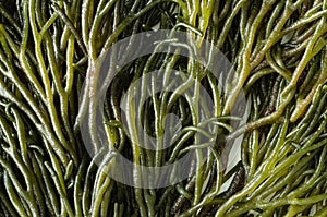 Codium fragile. Macro photograph of green algae