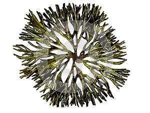 Codium fragile seaweed clip art