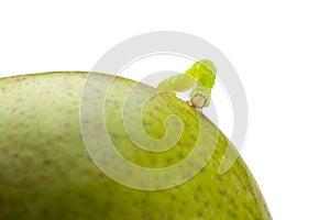 Codling moth caterpillar on pear