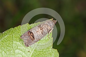 The codling moth Cydia pomonella is a member of the Lepidopteran family Tortricidae. It is major pests to agricultural crops
