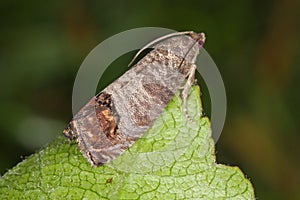 The codling moth Cydia pomonella is a member of the Lepidopteran family Tortricidae. It is major pests to agricultural crops, ma photo