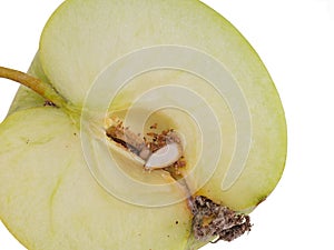 Codling moth larva, Cydia pomonella grub, larva. Caterpillar in apple, white background.