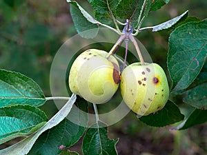 Codling moth pest damage on apple fruit tree. Cydia pomonella.