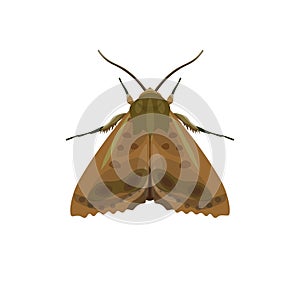 Codling moth vector
