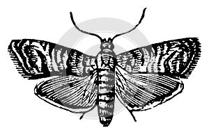 Codling Moth, vintage illustration