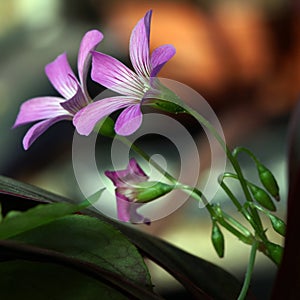 Codling (Oxalis) flowers