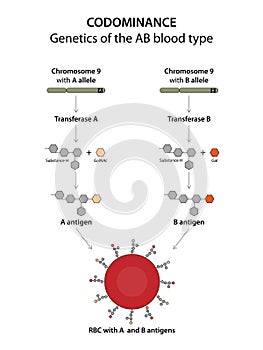 Codominance. Type AB blood is an example of codominance in humans.