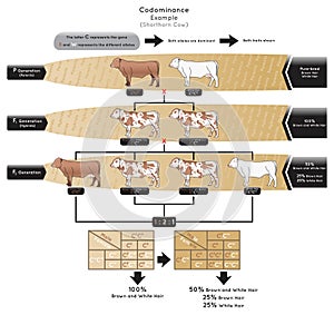 Codominance Infographic Diagram with example shorthorn cow