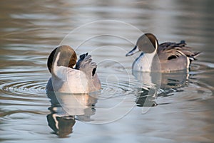 Codon pair of ducks in the delta of the Po