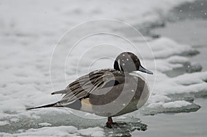 Codon in the Po delta under heavy snow photo