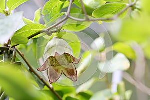 The flower of Codonopsis lanceolat photo