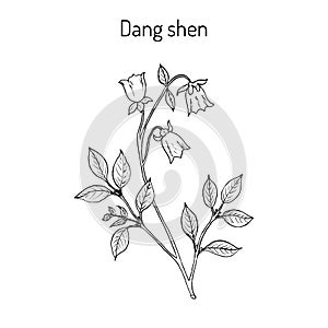 Codonopsis pilosula, or dang shen, or poor man s ginseng. medicinal plant photo