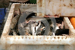 Cods recently landed at fishing port docks