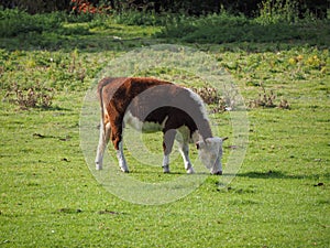 Coe Fen meadowland cattle in Cambridge