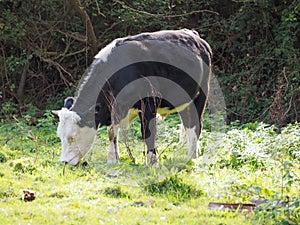 Coe Fen meadowland cattle in Cambridge