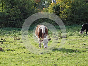 Coe Fen meadowland cattle in Cambridge