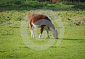 Coe Fen meadowland cattle in Cambridge photo