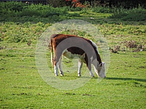 Coe Fen meadowland cattle in Cambridge photo