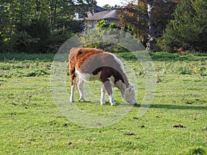 Coe Fen meadowland cattle in Cambridge photo