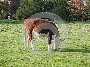 Coe Fen meadowland cattle in Cambridge photo