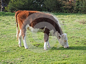 Coe Fen meadowland cattle in Cambridge photo