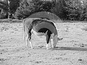 Coe Fen meadowland cattle in Cambridge in black and white