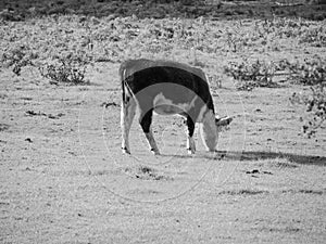 Coe Fen meadowland cattle in Cambridge in black and white