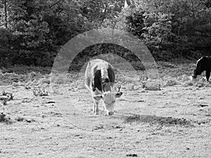 Coe Fen meadowland cattle in Cambridge in black and white