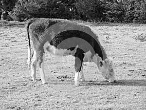 Coe Fen meadowland cattle in Cambridge in black and white