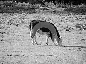 Coe Fen meadowland cattle in Cambridge in black and white