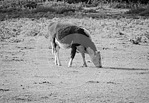 Coe Fen meadowland cattle in Cambridge in black and white