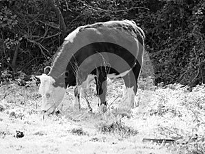 Coe Fen meadowland cattle in Cambridge in black and white photo