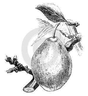 Coe`s Golden Drop Plum vintage illustration