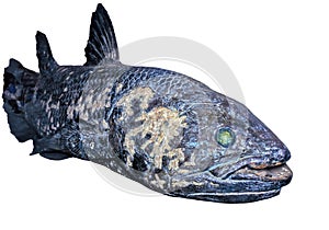 Coelacanth fish