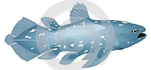 coelacanth fish vector illustration transparent background