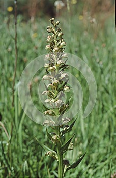 Coeloglossum viride Dactylorhiza viridis or frog orchid