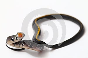 Coelognathus flavolineatus, the black copper rat snake or yellow striped snake,