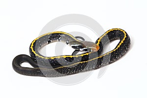 Coelognathus flavolineatus, the black copper rat snake or yellow striped snake,